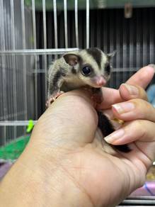 Sugar Glider Baby 6week