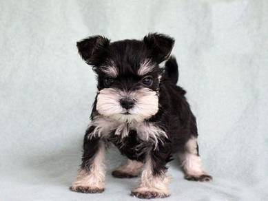 Schnauzers mka high quality