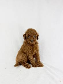 BROWN poodle