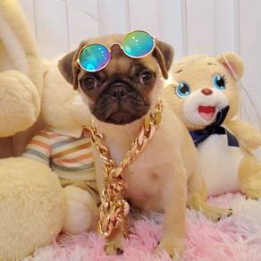 Pug