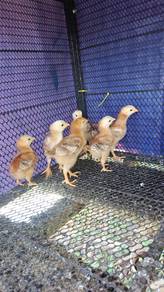 ayam penelur RIR Rhode island red 