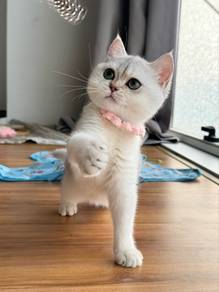 bsh silver