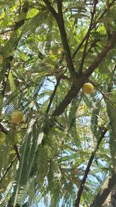 Fresh Big Gooseberry (Amla) - Ipoh only
