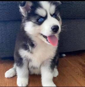 Blue Eyes Siberian Husky Puppy for Sale 🐶 🐕