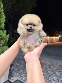 Pomeranian Sable Female Puppy 