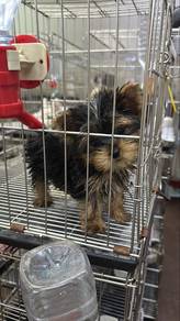 Yorkie Yorkshire Terrier Male Puppy FM-2