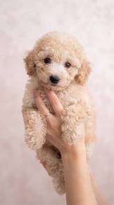 toy poodle puppy female