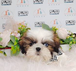 Shih Tzu