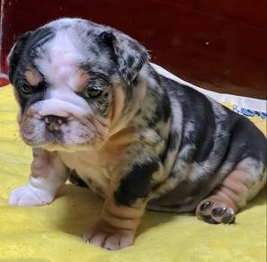 ENGLISH BULLDOG PUPPIES Male C012