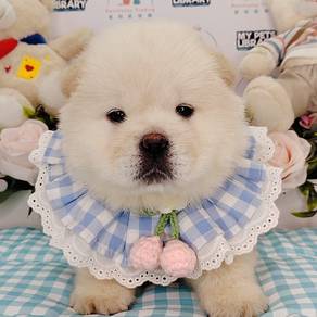Chow Chow