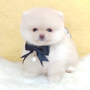 Pomeranian