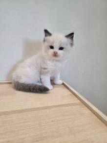 ragdoll