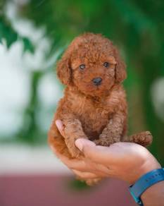 Cavapoo!!