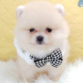 Pomeranian