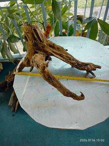 driftwood medium size 13inch to 20inch 