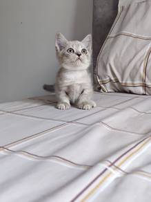 munchkin super short leg female kitten