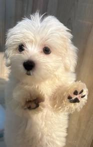 Maltese Puppy for Sale