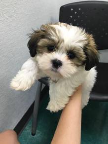Lively Shih Tzu cute small long haired puppy Baby