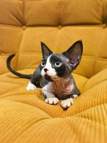 Devon rex