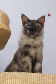 mainecoon