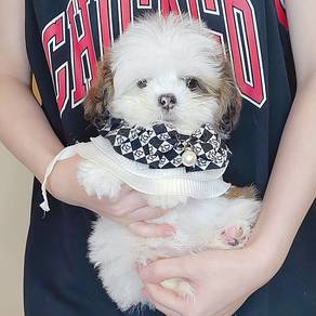 Shih TZU
