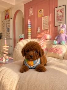 Teddy bear face short leg poodle baby boy