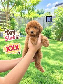 Toy Poodle Male M2 ( most cheapest in JB)