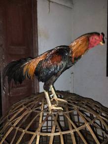 ayam jalan