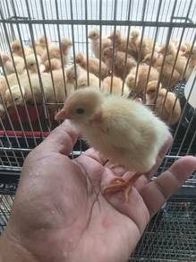 anak ayam botak