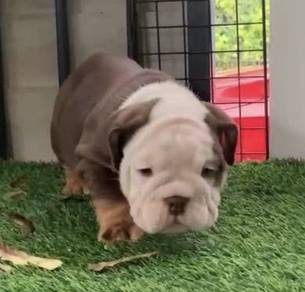 ENGLISH BULLDOG PUPPIES E32 🐻 Female Available