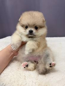 Cute & Fluffy Pomeranian Puppies 🐶