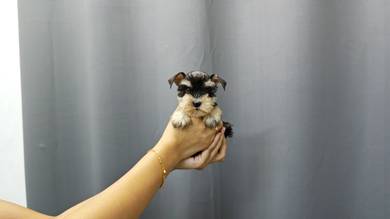 SS6008 Mini Schnauzer black silver #MKA puppy