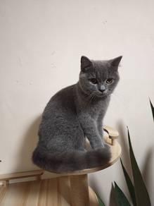 Female BSH 6 mth