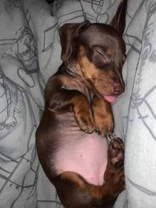 Squeaky Dachshund little paaws and a happy heart p