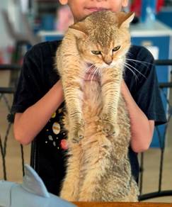 Golden British Shorthair & Domestic