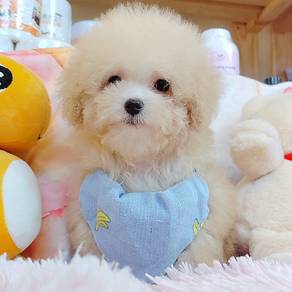 Poodle