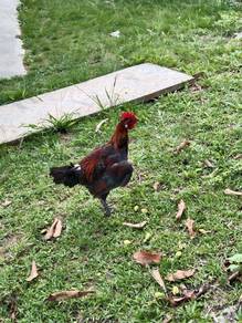 ayam hutan