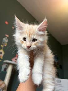 Cream Mainecoon Persian Kitten