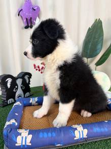 CKU Female BlackWhite BorderCollie - Well Trained