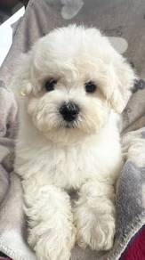 J8651 Prancy Bichon friendly playful adorable litt