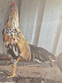 Ayam kampung warna cantik