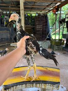 anak ayam Lhk baka kasar tinggi