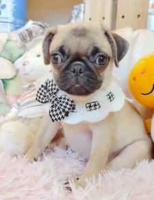 Pug
