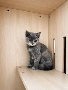 Blue Cream Tortoiseshell BSH