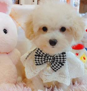 Poodle