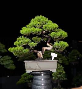 Premium SHOW Grade Bonsai Shimpaku Juniper / Cemar