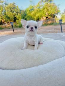 apple head Chihuahua q