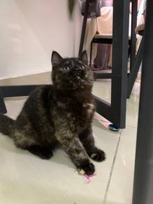 Non standard munchkin
