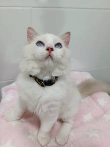ragdoll
