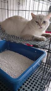 Mix Bsh 2 year Male